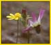 Dodecatheon sp, Shooting Star