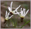 Dodecatheon clevelandii ssp patulum, Padre Shooting Star