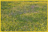Western Buttercup, Ranunculus occidentalis