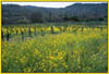 Brassica campestris, Field Mustard