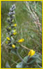Thermopsis macrophylla, False Lupine