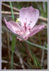 Oakland Star Tulip, Calochortus umbellatus