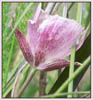Oakland Star Tulip, Calochortus umbellatus
