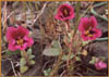 Mimulus kelloggii, Kelloggs Monkey Flower
