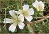 Limnanthes alba ssp alba, White Meadow Foam