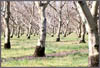 Nut Tree Orchard