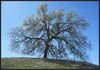 Quercus lobata, Valley Oak