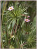 Linanthus bicolor, True Baby Stars