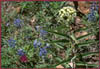 Lupinus texensis, Texas Bluebonnet