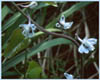 Delphinium virescens, Prairie Larkspur
