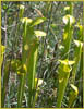 Pitcher Plant, Sarracenia alata