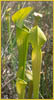 Pitcher Plant, Sarracenia alata