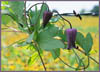 Purple Leatherflower, Clematis pitcheri