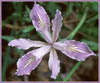 Iris hybrid, Iris purdyi x Iris macrosiphon
