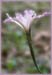 Iris purdyi x Iris macrosiphon, Iris hybrid