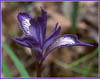 Bowl Tubed Iris, Iris macrosiphon