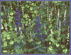 Poison Larkspur, Delphinium trollifolium