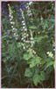 Tellima grandiflora, Fringe Cups