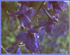Poison Larkspur, Delphinium trollifolium