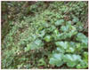 Heuchera micrantha, Crevice Alumroot