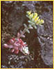 Sedum spathulifolium, Broad Leaf Stonecrop