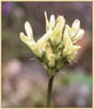 Yakima Milk Vetch, Astragalus reventiformis