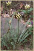 Astragalus reventiformis, Yakima Milk Vetch