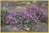 Eriophyllum lanatum var. lanatum, Woolly Sunflower