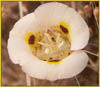 Coast Range Mariposa Lily, Calochortus vestae