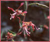 Clarkia unguiculata, Elegant Clarkia