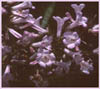 Eriodictyon californicum, Yerba Santa