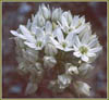 Triteleia hyacinthina, White Hyacinth