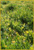 Veratrum californicum, California Corn Lily