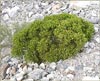 Peucephyllum schottii, Pygmy Cedar