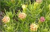 Pygmy Cedar, Peucephyllum schottii