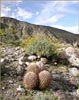Red Barrel Cactus, Ferocactus acanthodes