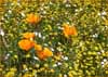 California Poppy, Eschscholzia californica