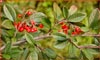 Pyracantha angustifolia, Firethorn