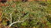 Firethorn, Pyracantha angustifolia
