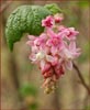 Pink Flowering currant, Ribes sanguineum var glutinosum