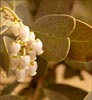 Common Manzanita, Arctostaphylos manzanita