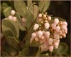 Common Manzanita, Arctostaphylos manzanita