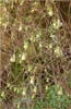 Aristolochia californica, Dutchmans Pipe