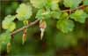 Hillside Gooseberry, Ribes californicum