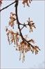California Black Oak, Quercus kelloggii