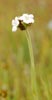 Plagiobothrys sp, Popcorn Flower