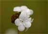Popcorn Flower, Plagiobothrys sp