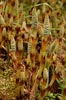 Giant Horsetail, Equisetum telmateia ssp braunii