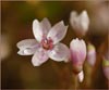 Claytonia gypsophiloides, Gypsum Spring Beauty