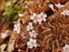 Collinsia exigua, Little Spring Beauty